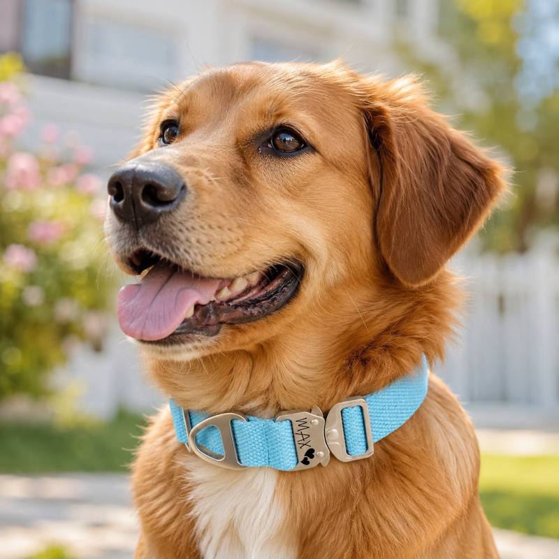 Maßgefertigtes Taktisches Hund – Outdoor Adventure Names Bewertung und Preis